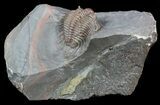 Long-Spined Cyphaspides Trilobite - Jorf, Morocco #48639-3